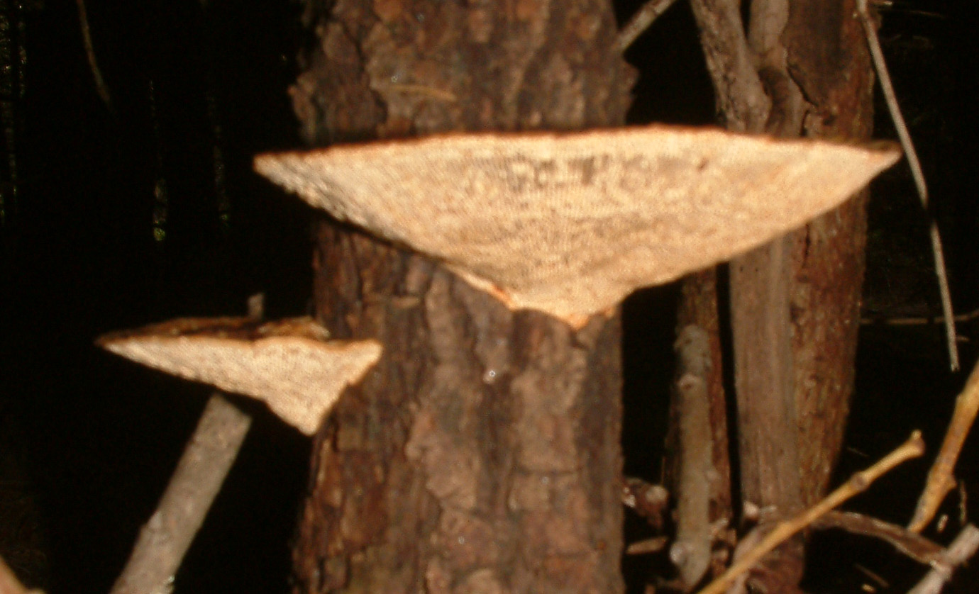 Cosa ha da fare un marinaio in montagna se non....